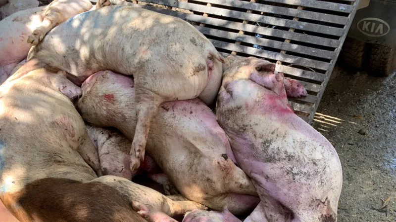 Tang vật vụ việc. Ảnh: CHÍ PHƯỚC 