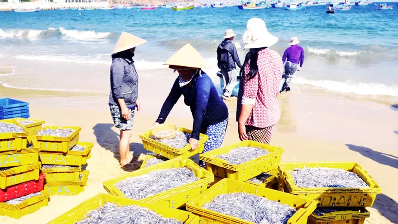 Ngư dân Bình Định trúng lớn