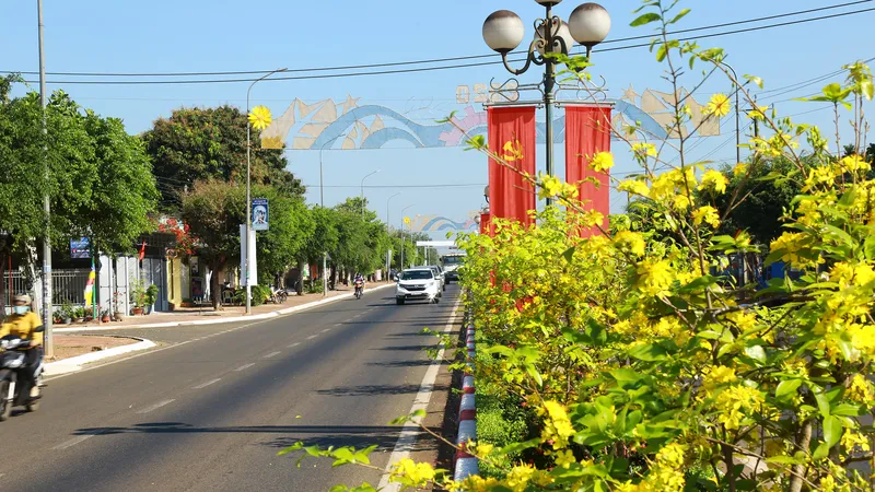 Dải phân cách bằng mai vàng dài 5 km độc nhất vô nhị ở Việt Nam. Ảnh: VŨ PHONG 