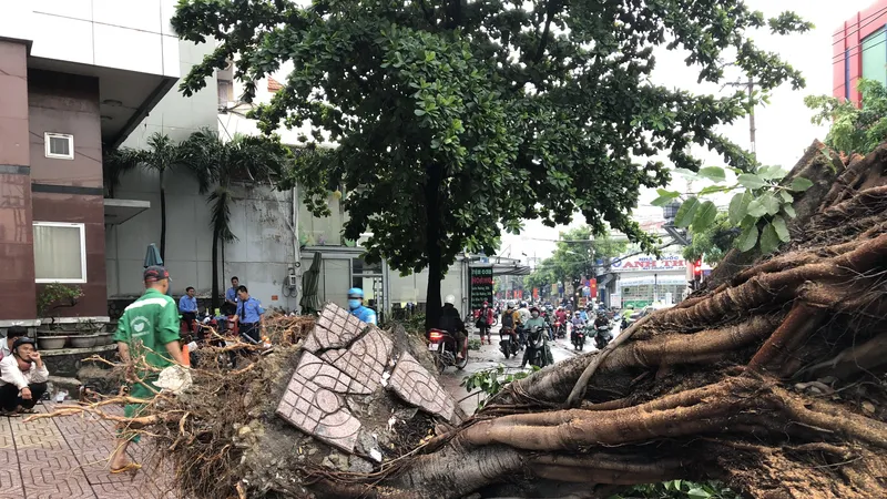 Hiện trường cây xanh bật gốc ở giao lộ Nguyễn Văn Quá – Trường Chinh. Ảnh: CHÂU TRỊNH 
