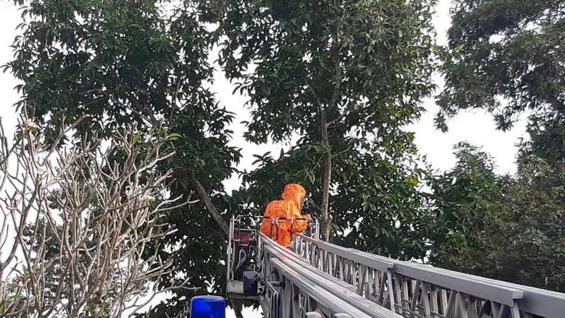 Cận cảnh cảnh sát PCCC xử lý hơn 10 tổ ong vò vẽ gần nhà dân ở Thủ Đức