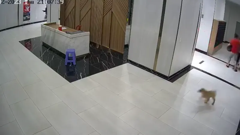 UBND TPHCM chỉ đạo quận 7 khẩn trương điều tra vụ người đàn ông bị đánh vì một con chó 