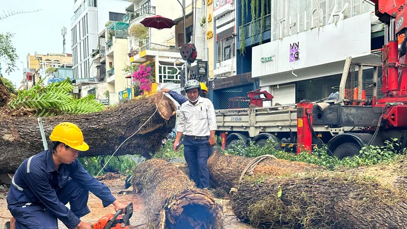 Phần trong cây xanh đã mục. Ảnh: CHÍ THẠCH 