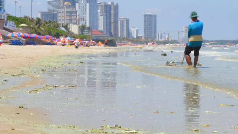 Tảo biển làm nước biển đổi màu khiến nhiều du khách và người dân lo lắng khi tắm biển