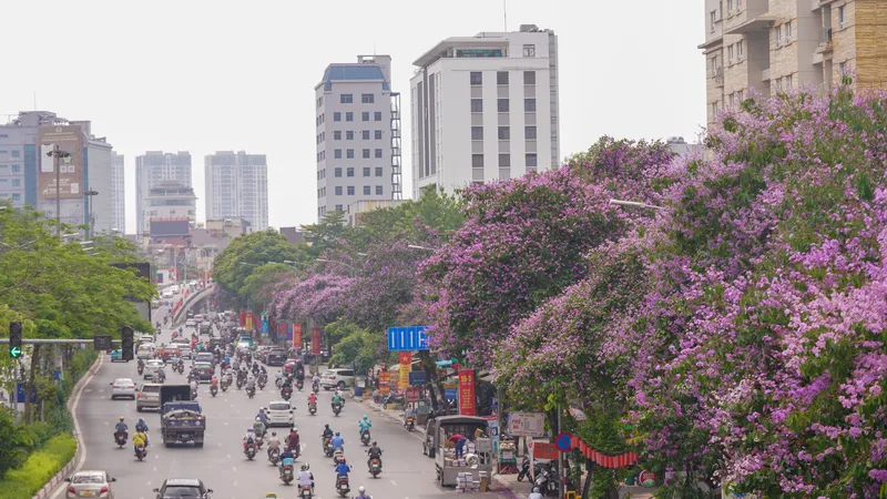 Đường Hà Nội nhuộm tím bằng lăng