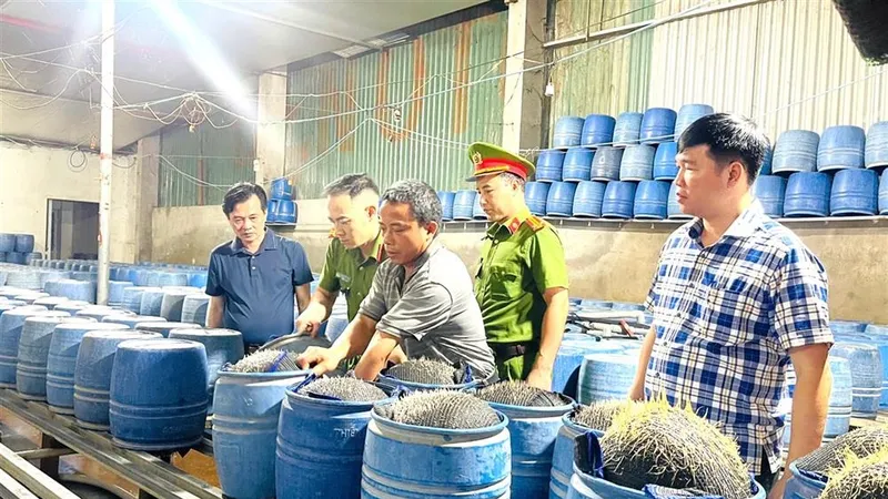Phát hiện 2 cơ sở dùng hóa chất độc hại sản xuất hàng trăm tấn giá đỗ