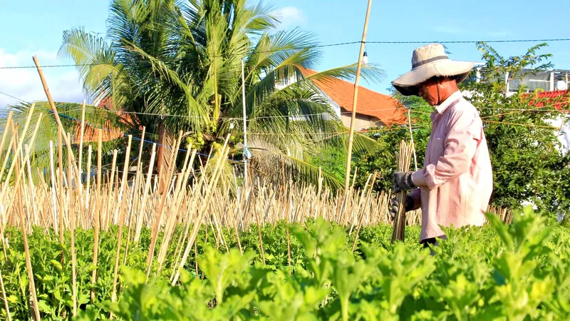 Làng hoa cúc truyền thống Ninh Giang tất bật chuẩn bị hoa cho dịp tết