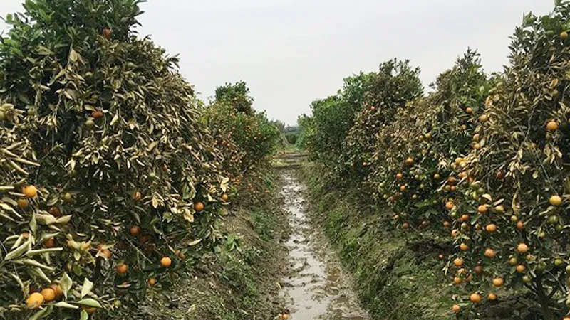Vườn quất của người dân xã Hợp Tiến bị hư hại nặng do bị kẻ gian phun thuốc diệt cỏ