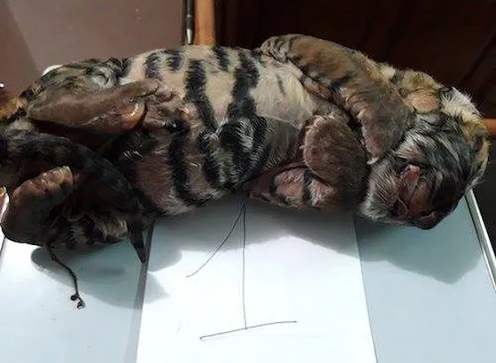Phát hiện vụ buôn bán 2 cá thể hổ con