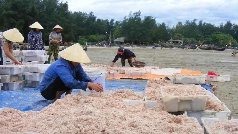 Được mùa ruốc biển