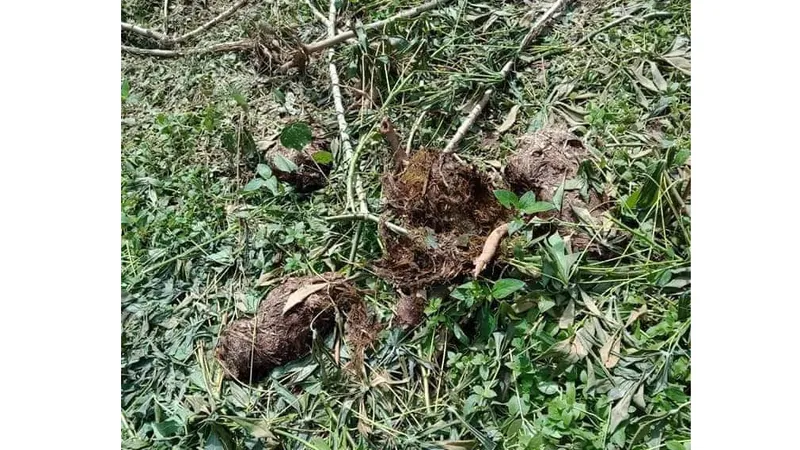 Voi rừng về phá hoa màu của người dân