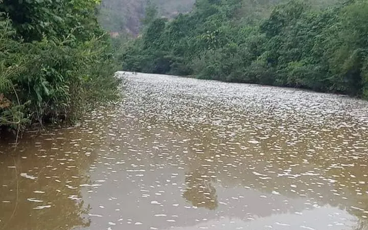 Cá, tôm chết bất thường trên sông Quyền