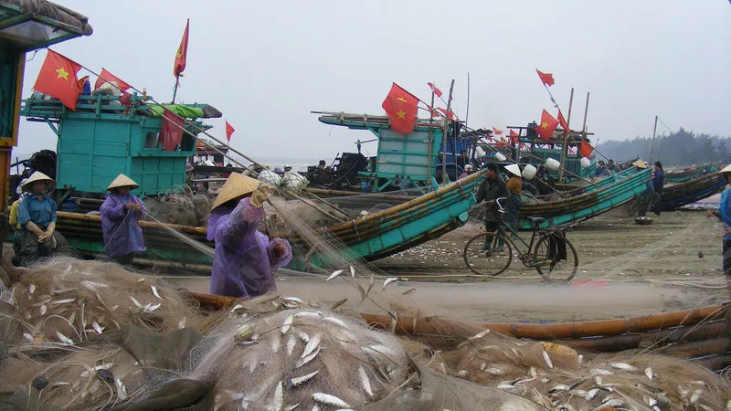 Rộn rã mùa cá trích 