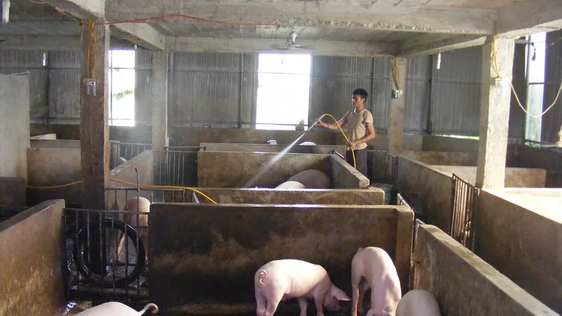 Tỉnh Thanh Hóa đang thực hiện việc tái đàn heo nhanh sau dịch tả heo châu Phi