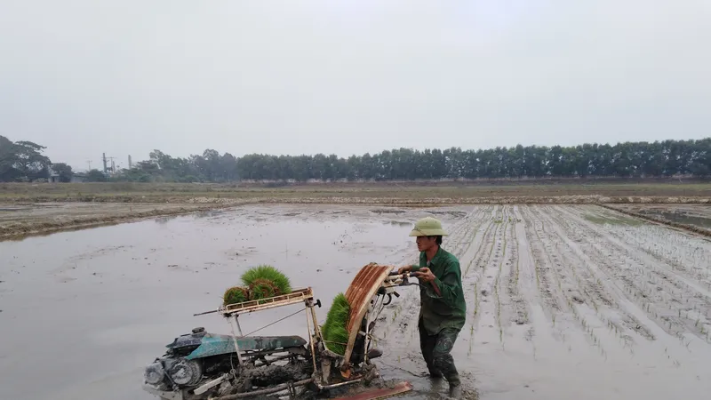 Nắng lên, nông dân tranh thủ xuống đồng