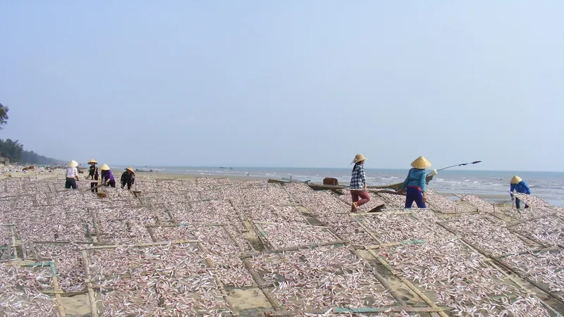 Đầu năm, ngư dân trúng mùa cá cơm