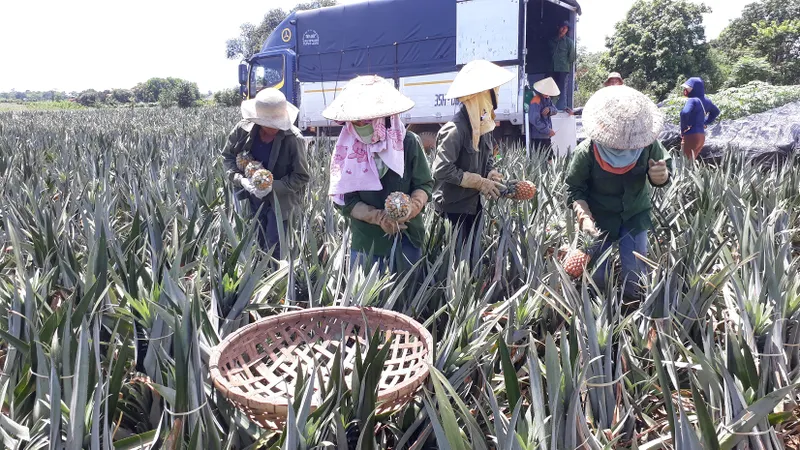 Thanh Hóa: Giá thơm, dưa hấu giảm mạnh