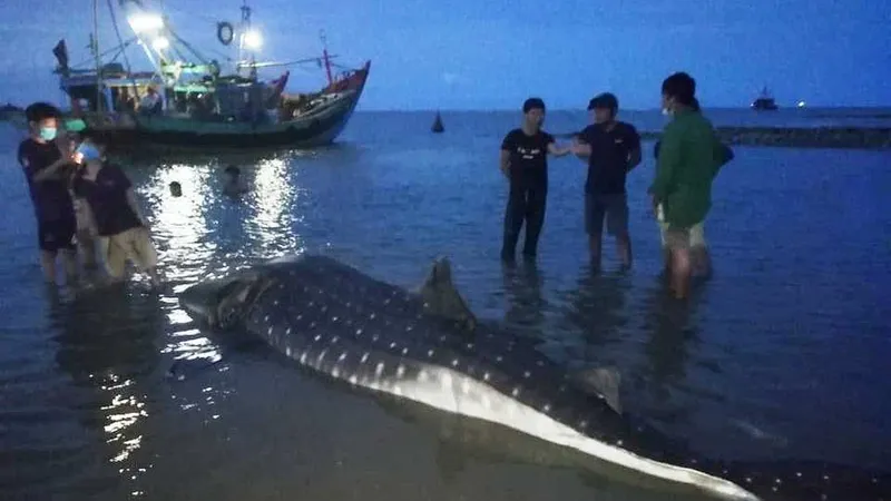 Nghệ An: Phát hiện xác cá lạ trôi dạt vào bờ biển