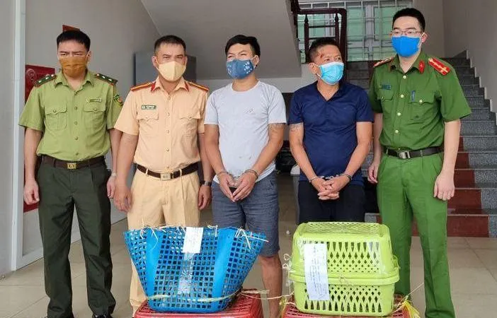 Bắt 2 đối tượng vận chuyển 7 cá thể hổ con