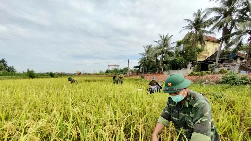 Cán bộ, chiến sĩ Đồn Biên phòng Diễn Thành giúp dân thu hoạch lúa