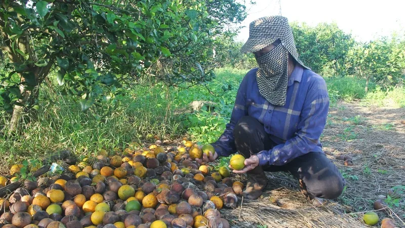 Vỡ quy hoạch cây trồng 