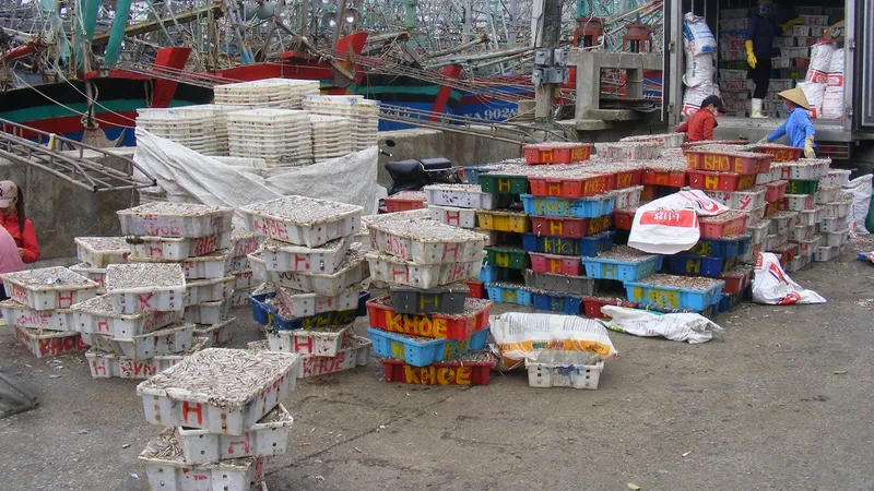 Nhộn nhịp làng cá cơm Quỳnh Lập