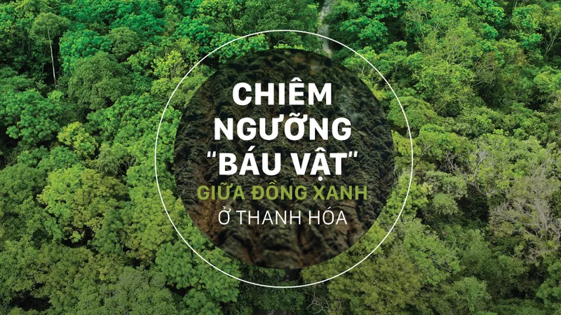 Chiêm ngưỡng “báu vật” giữa đồng xanh ở Thanh Hóa