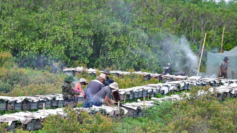 “Nguồn sống” dưới rừng ngập mặn