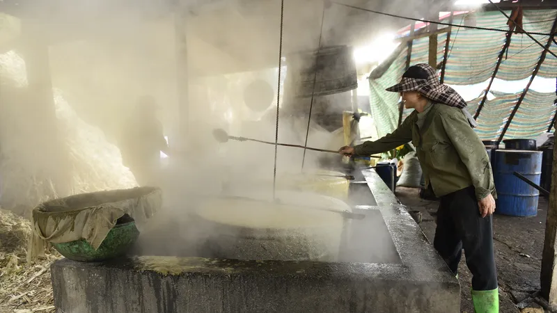 Ngọt thơm mật mía vụ Tết