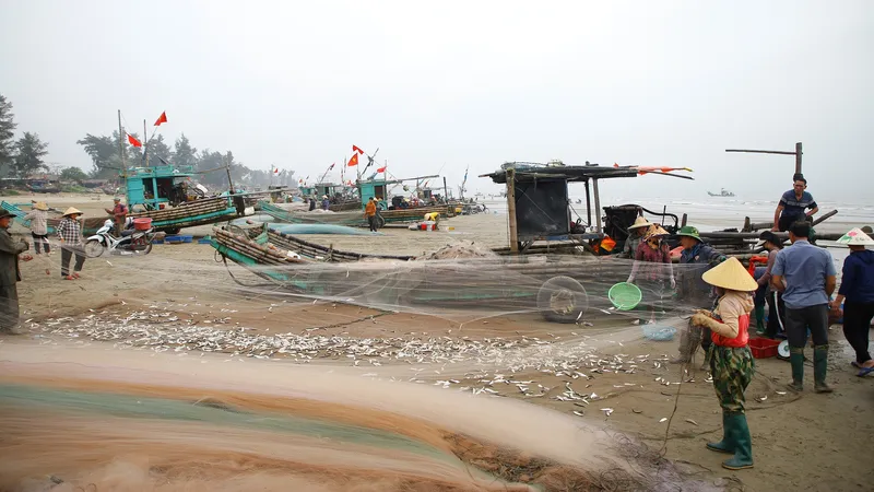 Ngư dân làng bè mảng trĩu tay nhặt cá