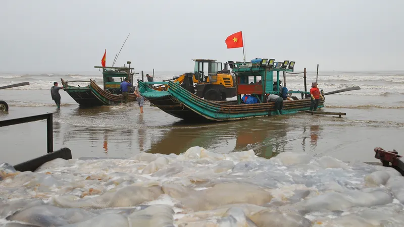 Ra khơi khai thác sứa biển