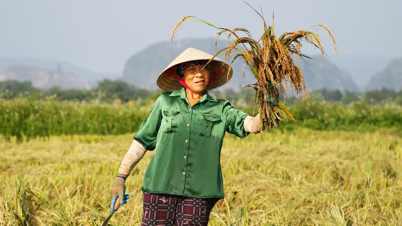 Thanh Hóa: Nông dân hối hả thu hoạch lúa sau mưa bão 