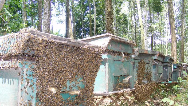 Mật ngọt dưới tán rừng