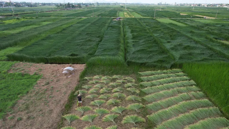 “Phơi mình” trên đồng cói