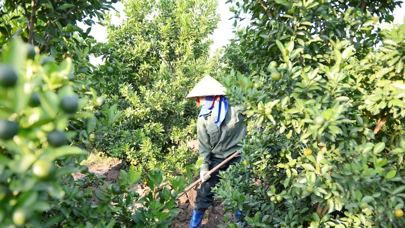 Làng quất cảnh xứ Thanh tất bật vào vụ tết