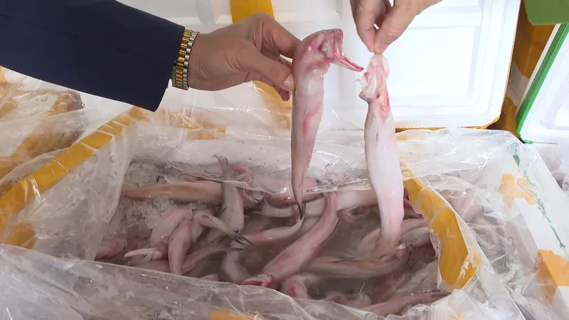 Phát hiện gần 10 tấn cá khoai ngâm formol