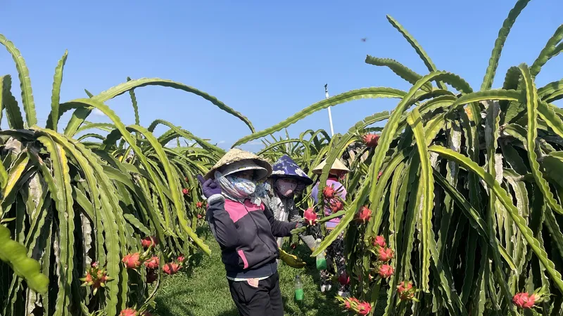 Giá các mặt hàng nông sản tăng “nóng”