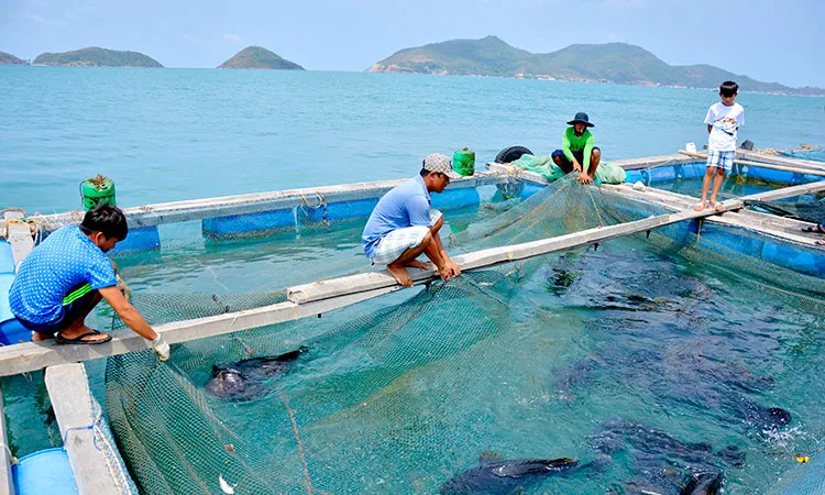 Phát triển kỹ năng cho ngành nuôi biển công nghiệp Việt Nam