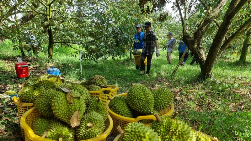 Nông dân tỉnh Tiền Giang thu hoạch sầu riêng tại vườn