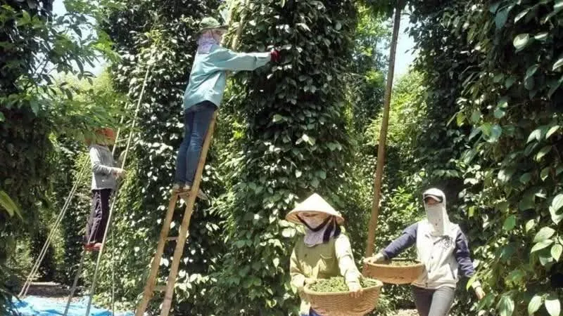 Giá tăng cao, ngành hồ tiêu Việt Nam tìm phương án ứng phó thách thức kép