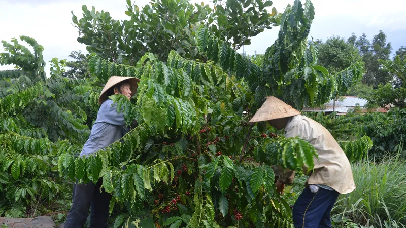 Giá cà phê giảm hơn 30.000 đồng/kg