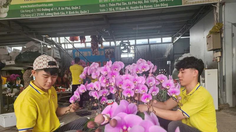Các chậu lan hồ điệp được nhân viên Công ty TNHH dịch vụ hoa lan Thanh Hà (phường Bình Trưng, TPHCM) chuẩn bị giao đến khách hàng dịp Tết Dương lịch 2026