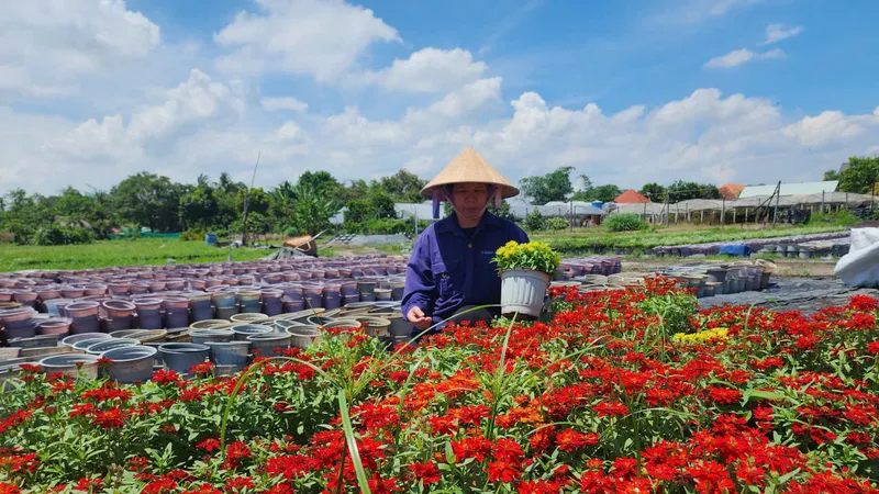 TPHCM: Các làng hoa tất bật vào vụ Tết Nguyên đán Bính Ngọ 2026