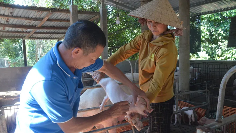 Cận tết, giá heo hơi tiếp tục tăng 