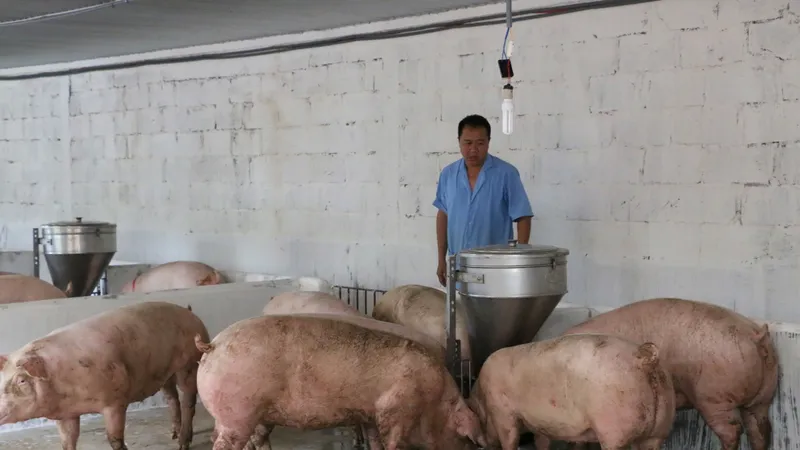 Giá heo hơi trong nước liên tục giảm