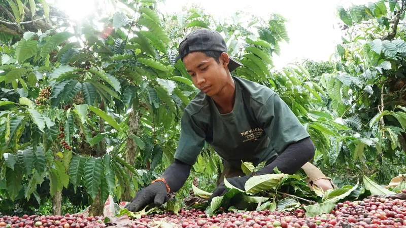 Giá cà phê phục hồi sau khi giảm mạnh hồi đầu tháng 3-2026