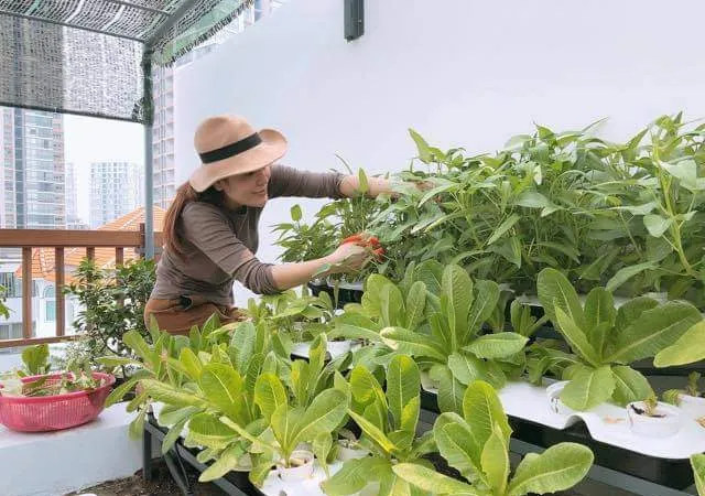 Nông nghiệp đô thị - Tương lai nông nghiệp trong lòng TPHCM