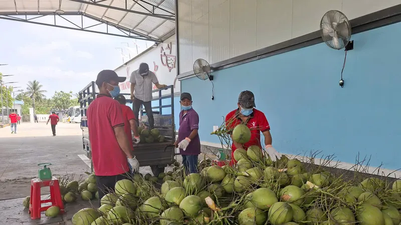 Nắng nóng kéo dài, dừa tươi hút hàng