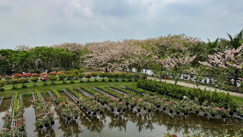 观赏西区最美樱花园