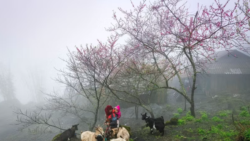 本土文化为越南旅游目的地的独特吸引力作出贡献。图自Vietnam+